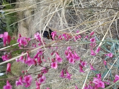 Penstemon parryi