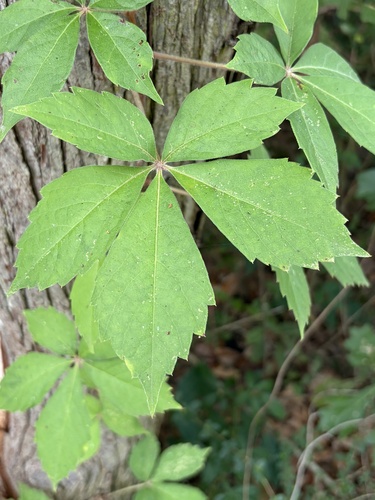 Virginia creeper