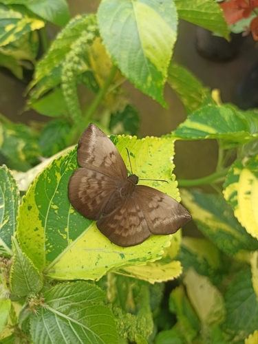 Pale Sicklewing