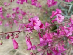 Penstemon parryi