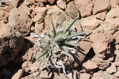 Echium auberianum, photograph (c) Lídia Carrera, some rights reserved (CC BY)