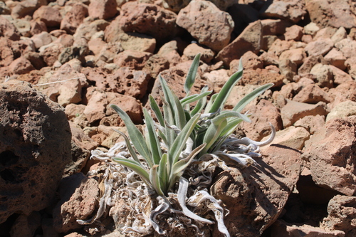 Echium auberianum
