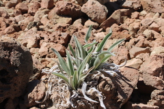 Echium auberianum