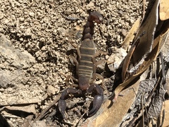 Pseudouroctonus santarita