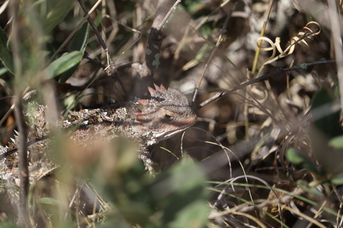 Mountain Horned Lizard, San Felipe, Gto., México, photo 6 of 10