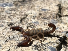 Pseudouroctonus santarita