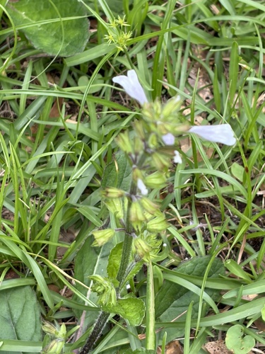 lyreleaf sage