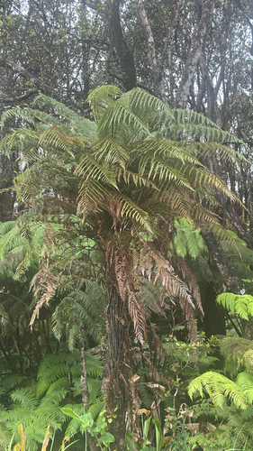 Dicksonia squarrosa observed 2026-06-01