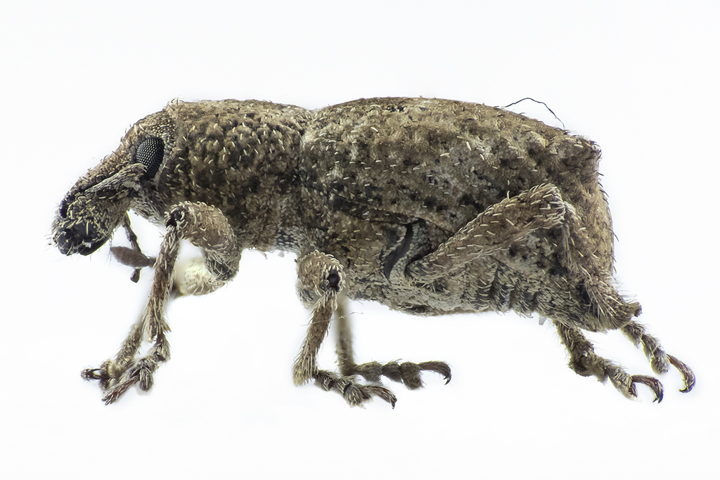 Geniocremnus villosus