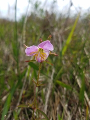 Rhexia nashii