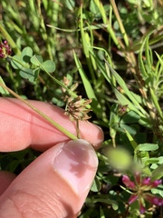 Trifolium gracilentum