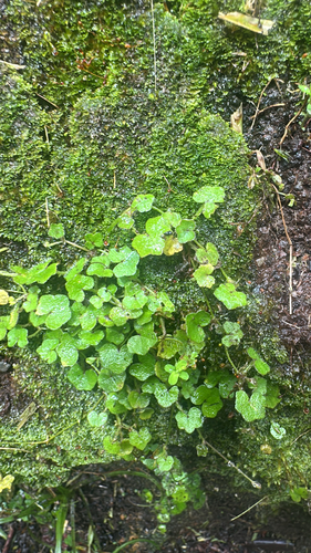 Hydrocotyle bowlesioides observed 2026-06-01