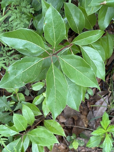Camphor