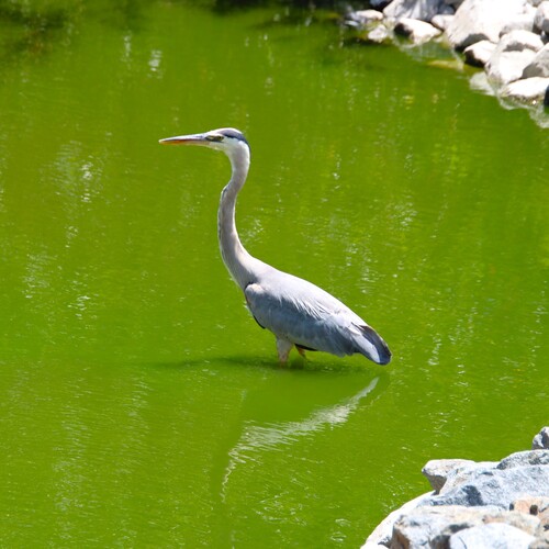 iNaturalist observation photo of Great Blue Heron