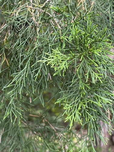 eastern redcedar