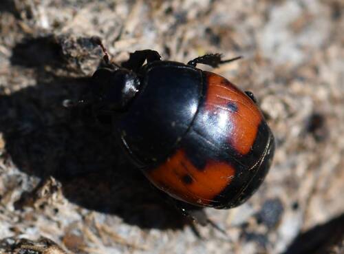 Hister bipunctatus