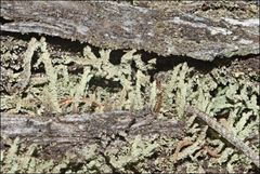 Cladonia rigida