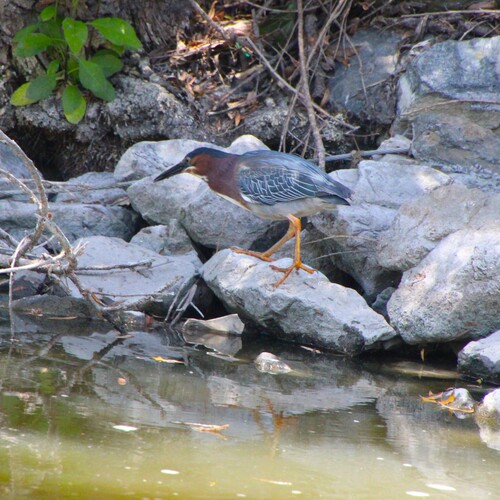 iNaturalist observation photo of Green Heron