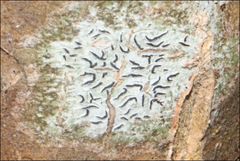 Halegrapha mucronata