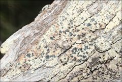 Hypocenomyce australis