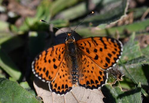 Spotted Fritillary