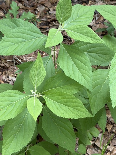 American beautyberry
