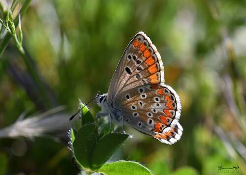 Southern Brown Argus