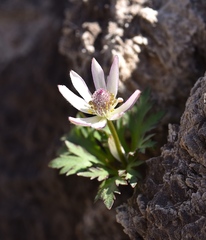 Anemone tuberosa