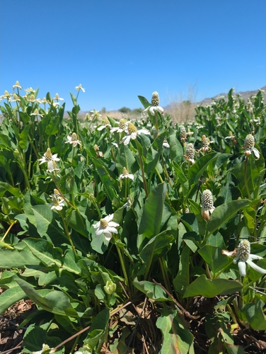 Yerba Mansa