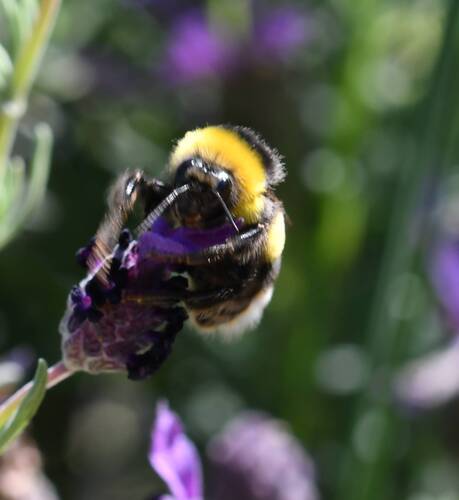 Bombus terrestris africanus