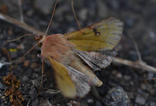 Heliothis incarnata
