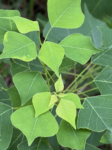 Chinese Tallow