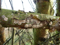 Cylindrobasidium laeve