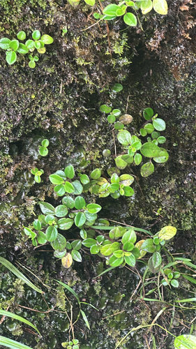 Peperomia cookiana observed 2026-06-01