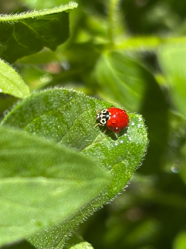 Western Polished Lady Beetle