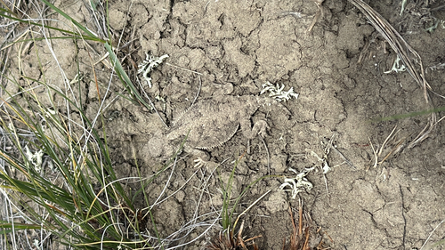 Greater Short-horned Lizard