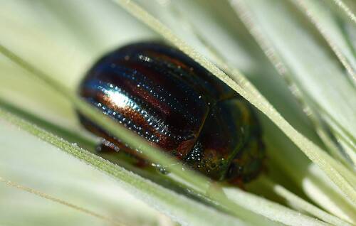 Rosemary Beetle