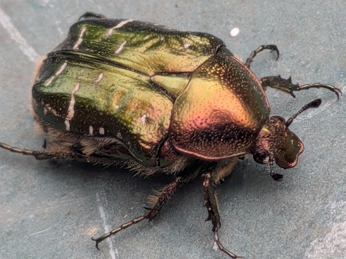 European Rose Chafer