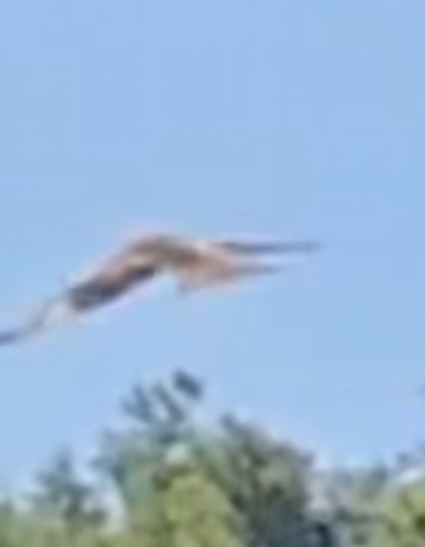 Red Kite