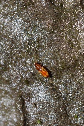 Elaphropus