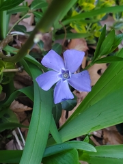 Vinca minor