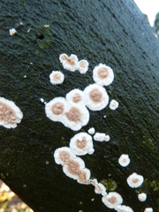 Cylindrobasidium laeve