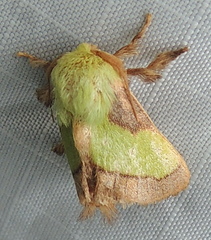 Parasa chloris