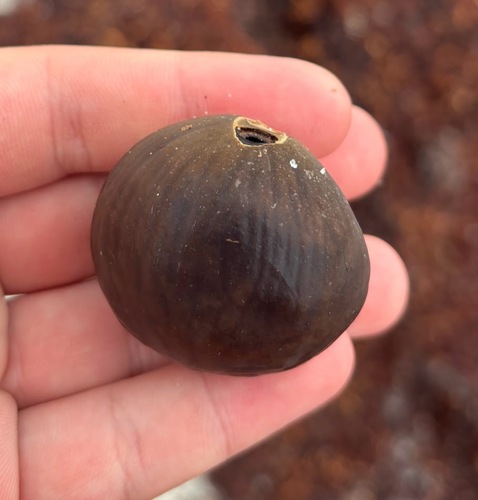 Manicaria saccifera, photograph 2