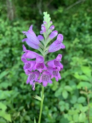 Physostegia pulchella