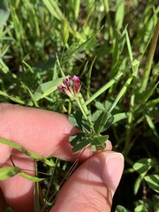 Trifolium gracilentum