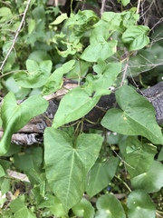 Calystegia marginata