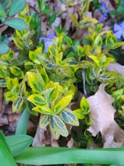 Vinca minor