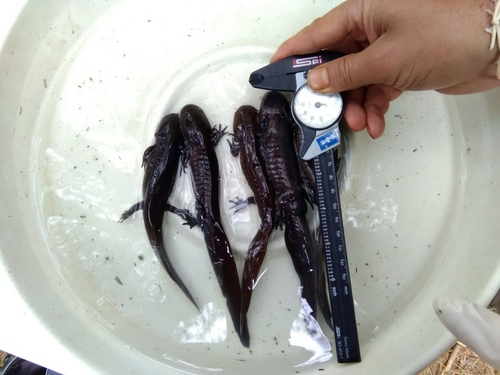 Michoacan Stream Salamander