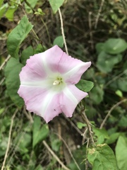 Calystegia marginata